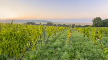 Lush vineyard at sunrise with green grapevines.