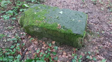 Moss-covered stone in forested area.
