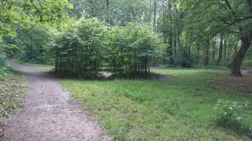 Path diverging in a lush, green forest.