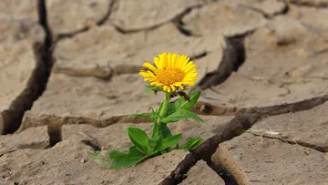 Gelbe Blume, die auf rissigem, trockenem Boden wächst.