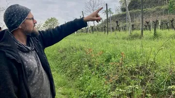 Person, die in ein grasbewachsenes Weinberggebiet zeigt.