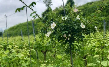 Weingarten mit blühenden Wildrosen an Drähten