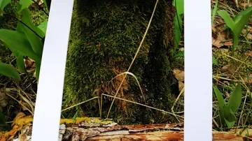 Moosiger Baumstamm, umrahmt von weißem Klebeband im Freien.