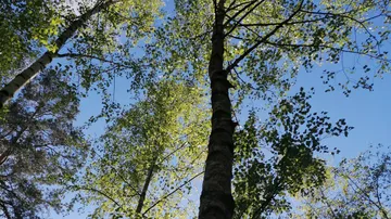 Hohe Birken vor blauem Himmel.