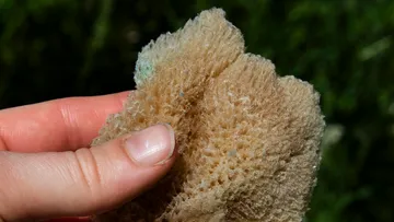 Hand, die einen natürlichen Seeschwamm in Nahaufnahme hält.
