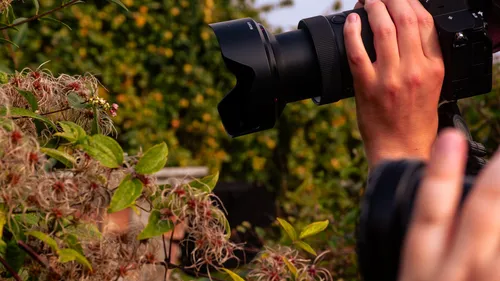 Person photographing wild plants outdoors.