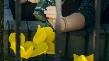 Person holding camera over yellow flowers.