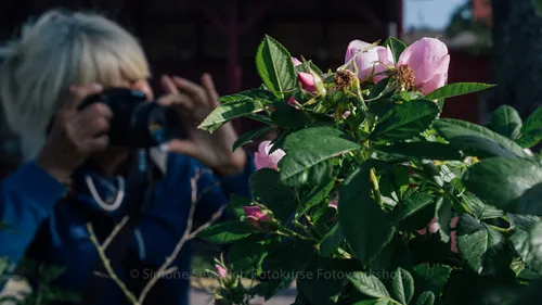 Person photographing pink flowers in garden.