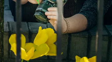 Person photographing yellow flowers through bars.