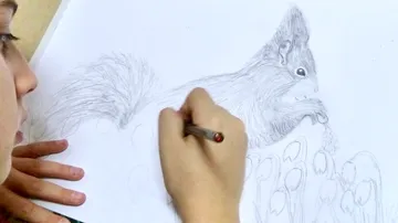 Person drawing a squirrel with a pencil.