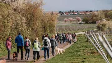 Menschen, die auf einem Pfad in der Nähe von Weinbergen laufen.