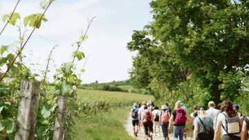 Group hiking on rural path beside vineyard.