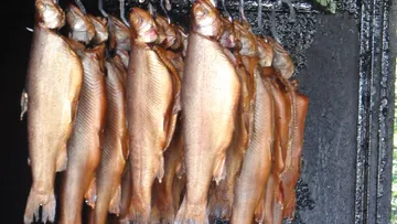 Geräucherter Fisch, der in einer Räucherei hängt.