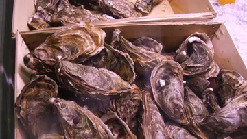 Oysters in a wooden box on display.