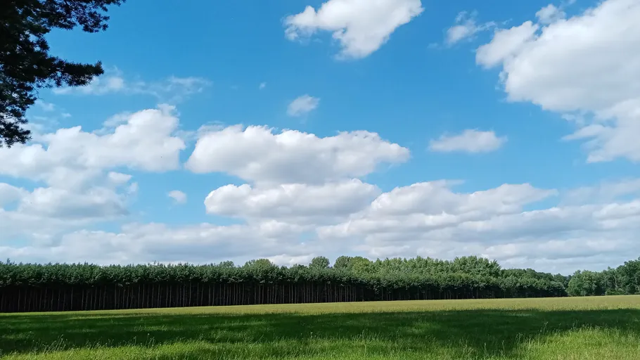 Green field under a blue sky with clouds.