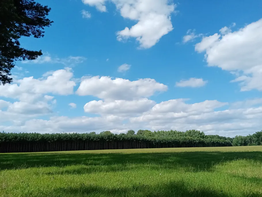 Grünes Feld mit Wolken und Bäumen im Hintergrund.