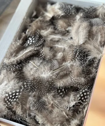 Box filled with spotted grey feathers.