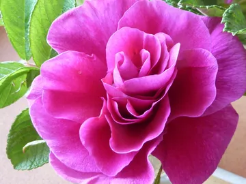 Eine große, pinke Blume blüht vor grünen Blättern.