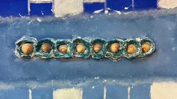 Seashells arranged in blue textured row.