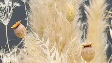Beige dried plants with fluffy textures.