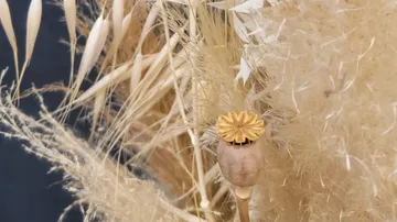 Dried plants and seed pod bouquet.