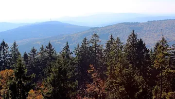 Evergreen trees with distant mountain range.