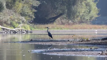Heron standing on riverbank in wooded area.