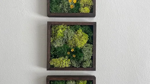 Three frames with moss art on a wall.