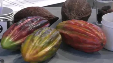 Cocoa pods and seeds on a table.