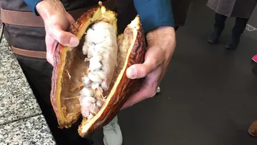 Hands holding open cacao pod with beans.