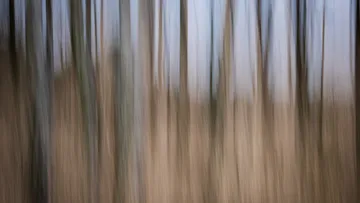 Abstrakte unscharfe vertikale Linien im Wald.