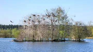 Vögel nisten auf einer kleinen Insel im See.
