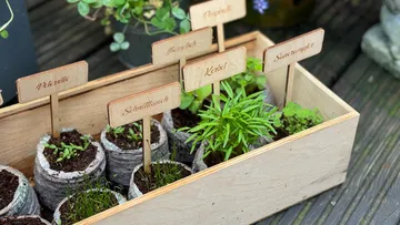 Kräutergarten in Holzkiste mit beschrifteten Schildern.