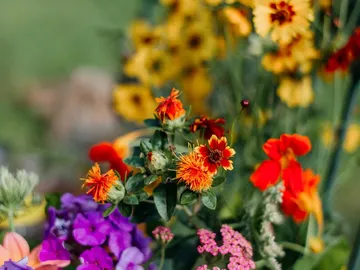 Colorful flowers bloom on a green background.
