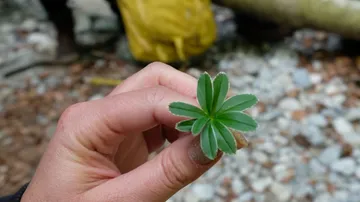 Hand hält kleine grüne Pflanze in steinigem Gebiet.
