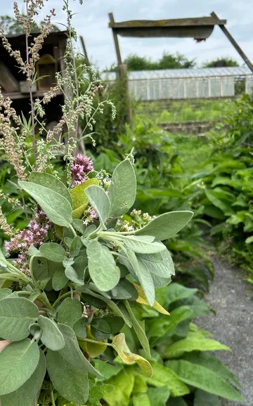 Herbs held in garden with structures.
