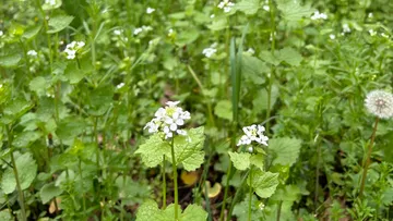 Weiße Wildblumen im grünen Feld Hintergrund.