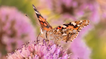 Schmetterling sitzt auf lebhaften rosa Blumen.