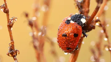 Ladybug covered in dew on a branch.