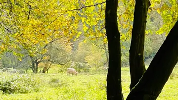 Cow grazing in sunlit, leafy meadow.