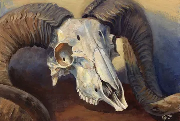Ram skull with large curved horns on canvas.