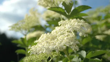 Elderflowers blooming under a clear sky.