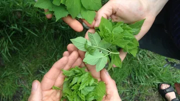 Hands holding fresh green leaves outdoors.