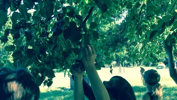 Children picking mulberries from tree in park.