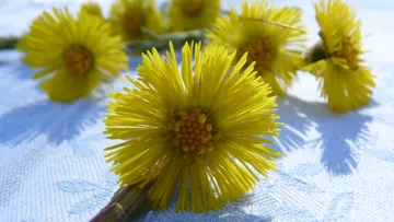 Yellow coltsfoot flowers on white tablecloth.