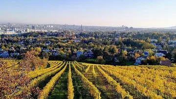 Vineyard with city skyline in background.