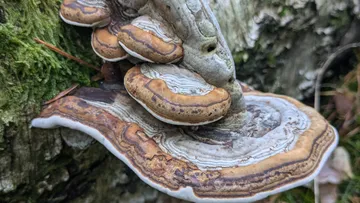 Pilze wachsen auf einem moosigen Baumstamm.