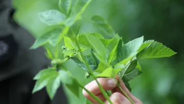 Hand hält grüne Blätter in der Natur.