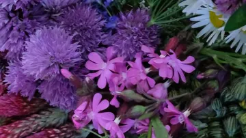Colorful flowers clustered together, varying shades.