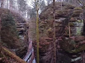 Forest canyon with towering rock formations.